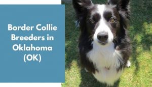 4 Border Collie Breeders in Oklahoma (OK) | Border Collie Puppies for