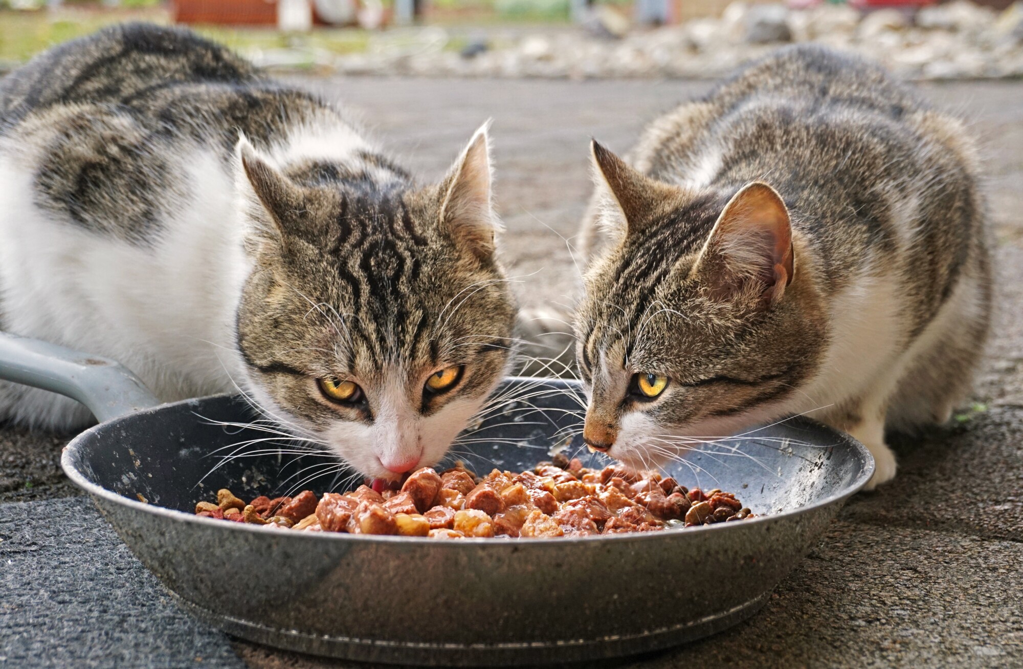 Что можно кошкам из еды. Кошка кушает. Еда для кошек. Кошка кушает корм. Котенок кушает.