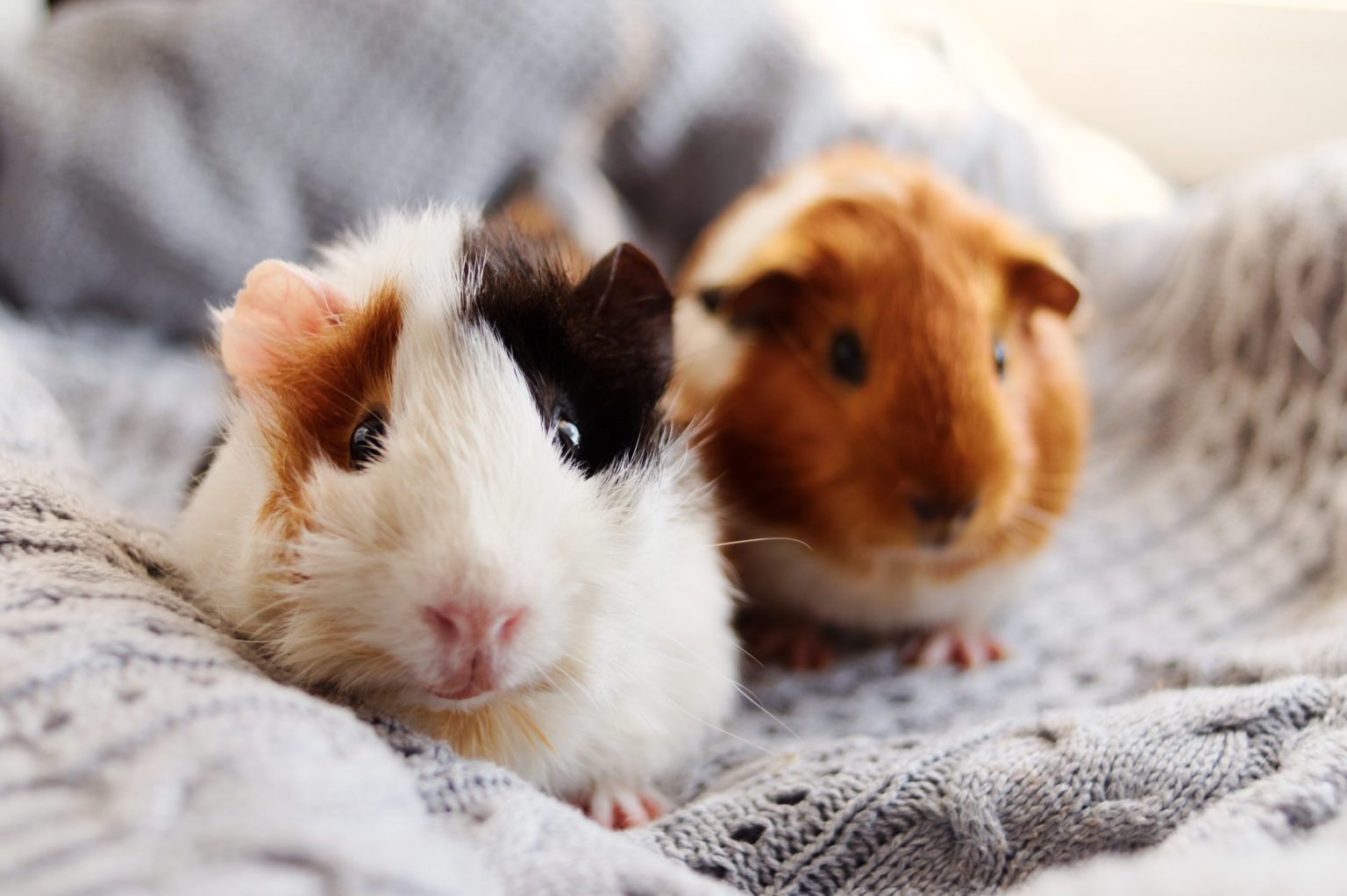 When Do Guinea Pigs Mate? (Amazing & Helpful Guide) AnimalFate