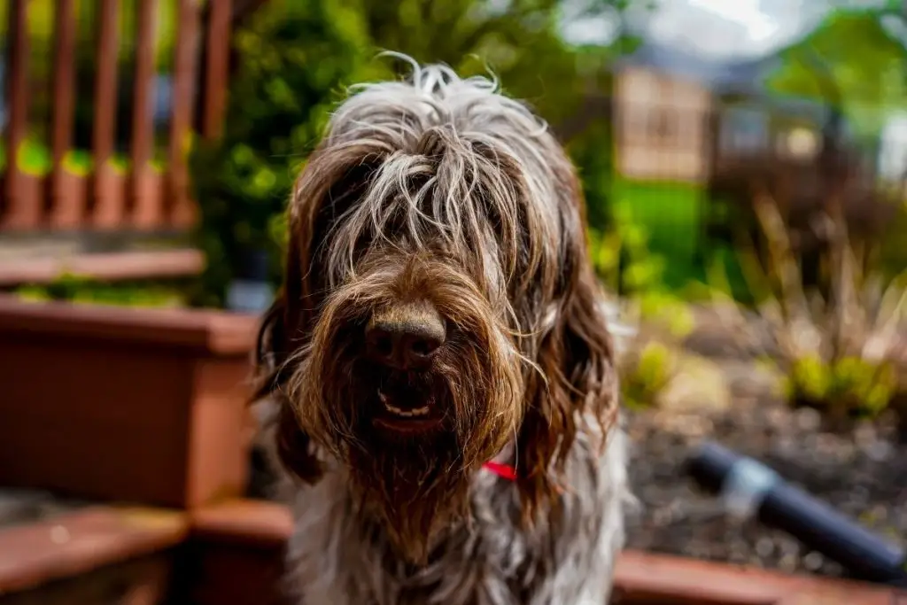 20 Shaggy Dog Breeds With Some Seriously Big Hair - AnimalFate