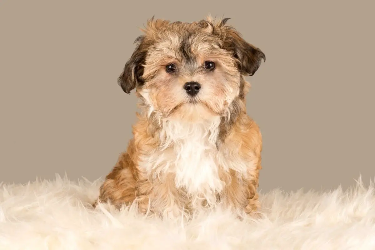 havanese teddy bear cut pictures