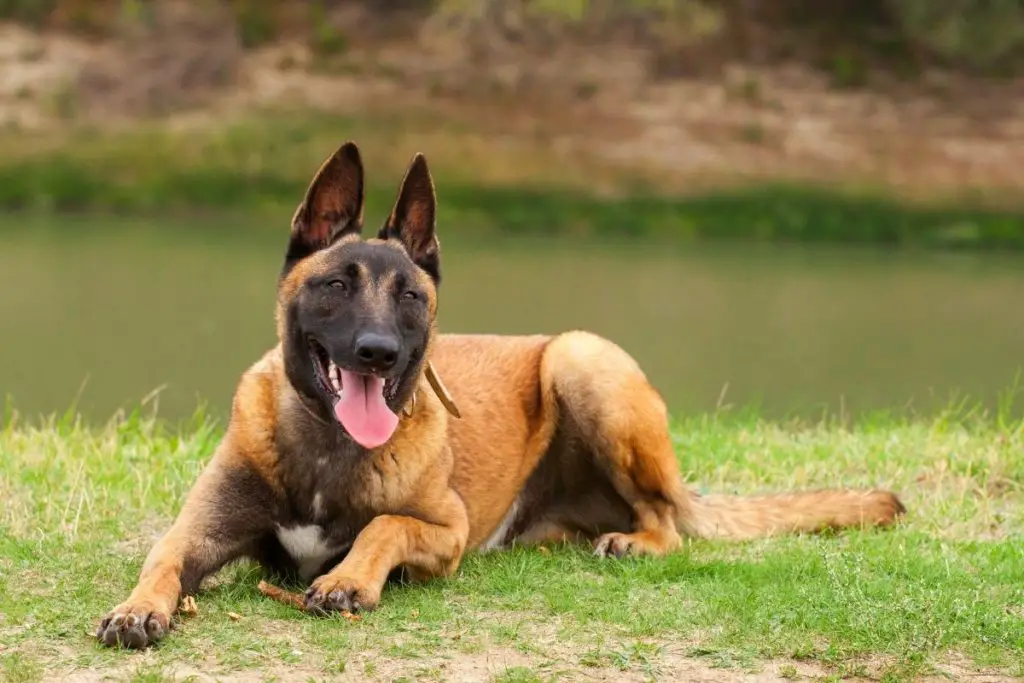 Belgian Malinois Mixes: Top 7 Perfect Cross Breeds For Belgian Malinois ...