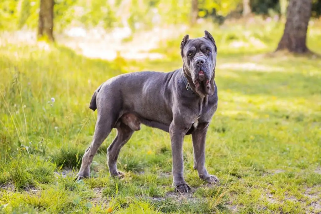 20 World's Strongest Dog Breeds (Pound For Pound) - AnimalFate