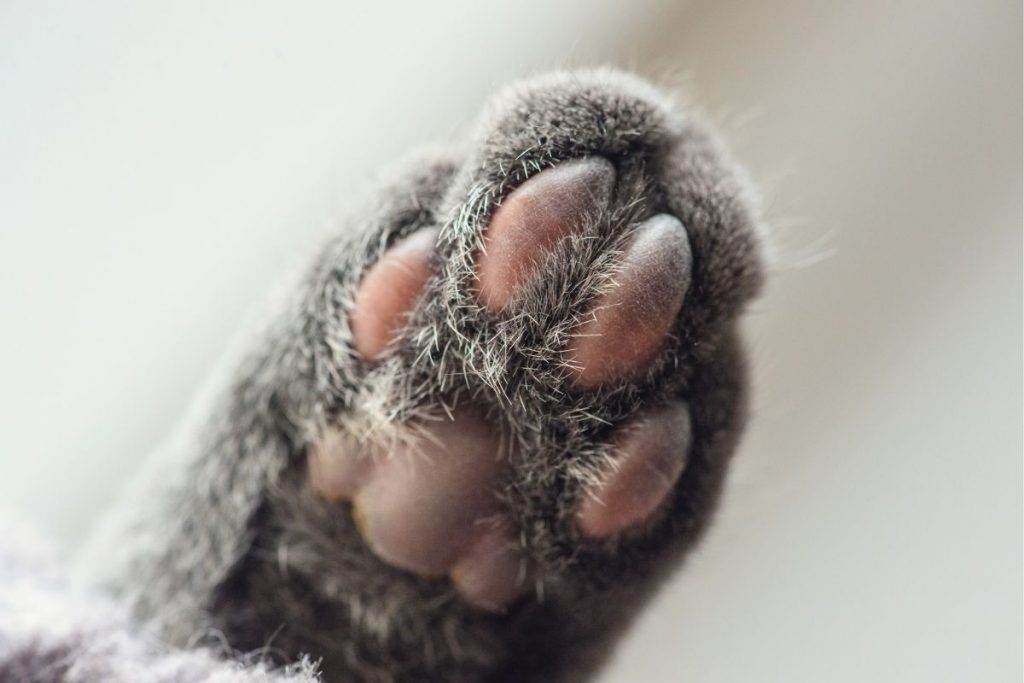 Cat Paw Anatomy (Ultimate Guide!!) - AnimalFate