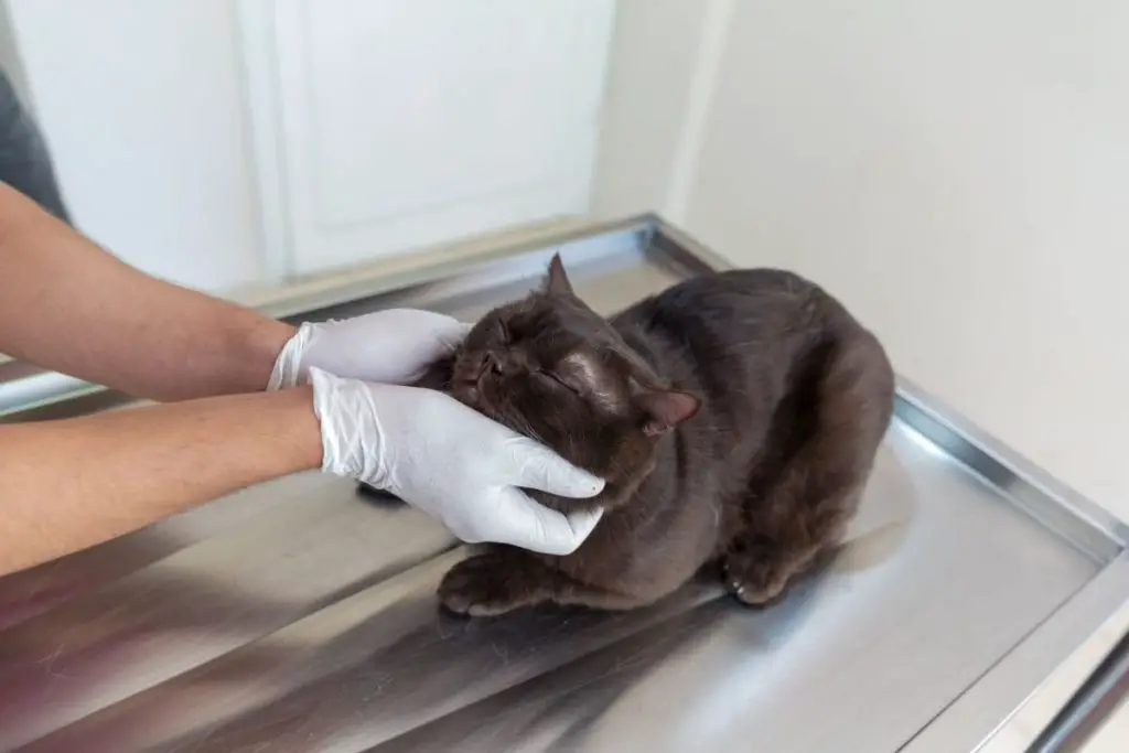 Cat Urinary Tract Infection Uti Causes Symptoms Treatments