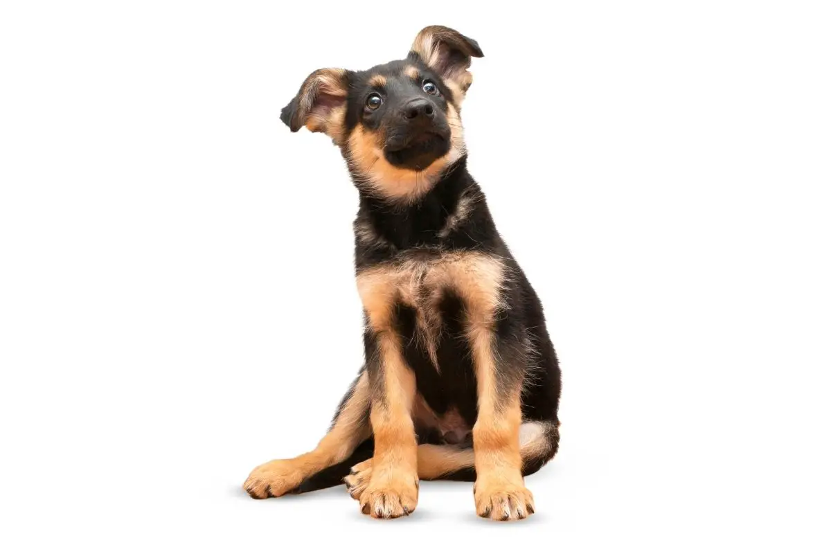 German Shepherd Puppy Ear Stages Ultimate Guide Animalfate