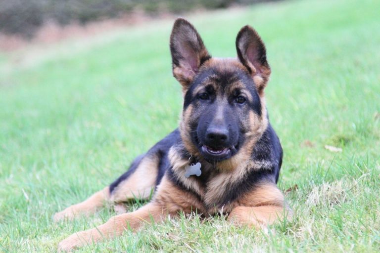 German Shepherd Puppy Ear Stages (Ultimate Guide) - AnimalFate