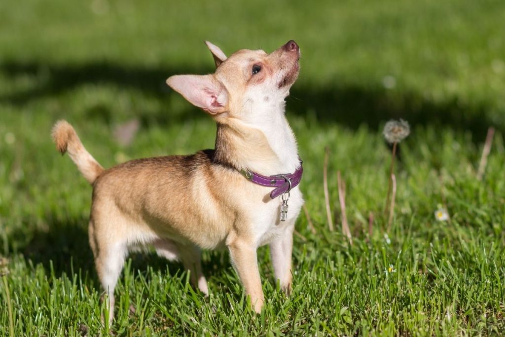 Great Dane Chihuahua Mix: The Realities Of Breeding A Chi-Dane-Dane ...