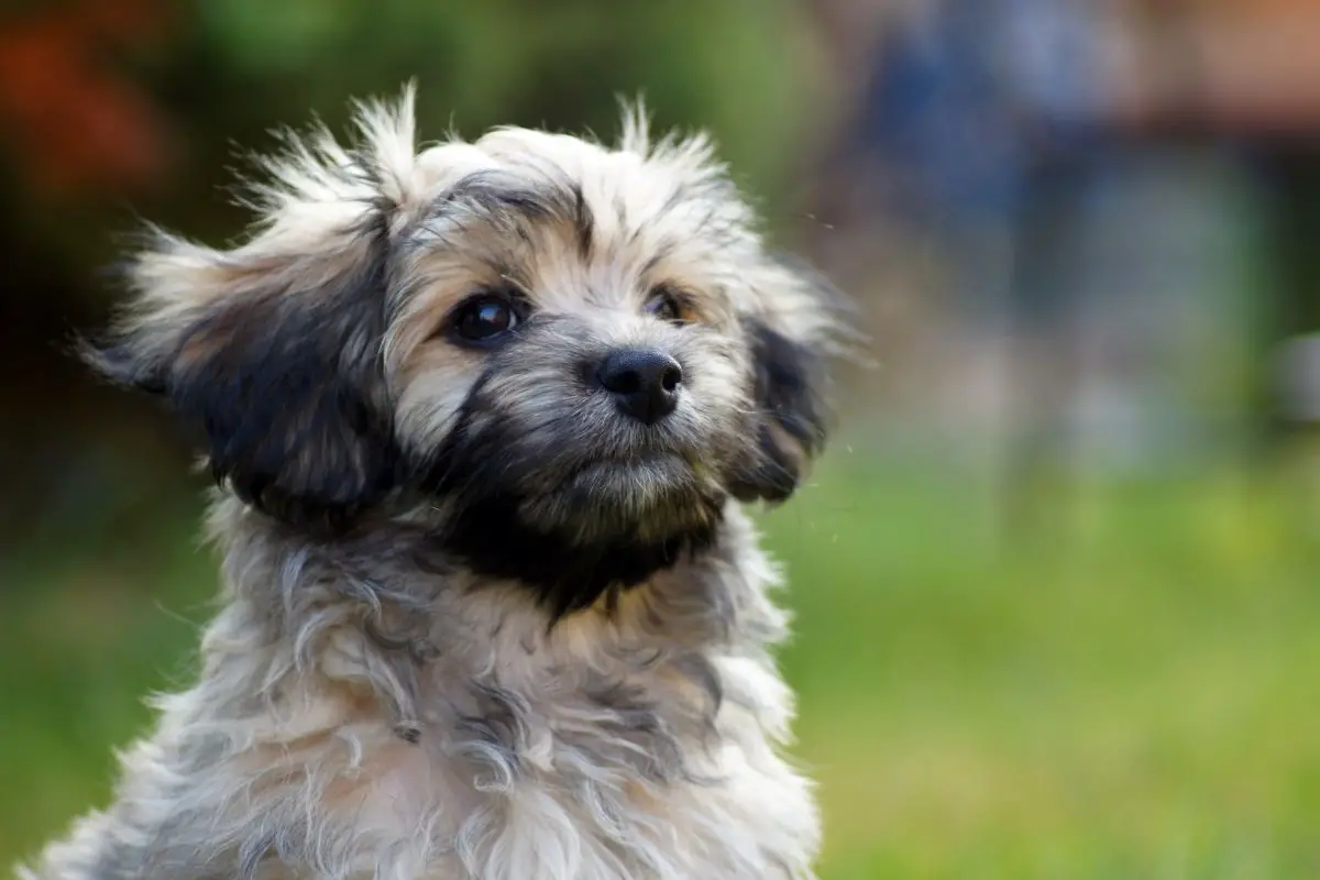 havanese teddy bear cut pictures