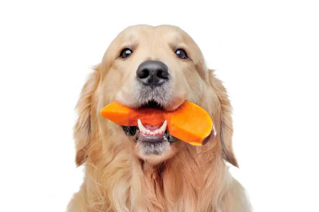 Will Pumpkin Help Dogs With Constipation