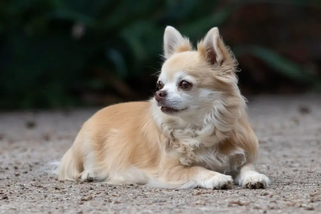 Everything You Need to Know About The Long Haired Chiweenie - AnimalFate