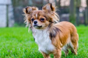 Everything You Need to Know About The Long Haired Chiweenie - AnimalFate