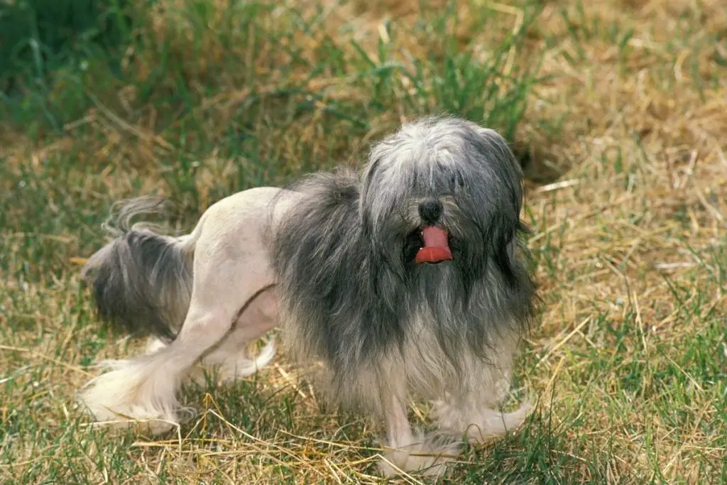 20 Shaggy Dog Breeds With Some Seriously Big Hair - AnimalFate