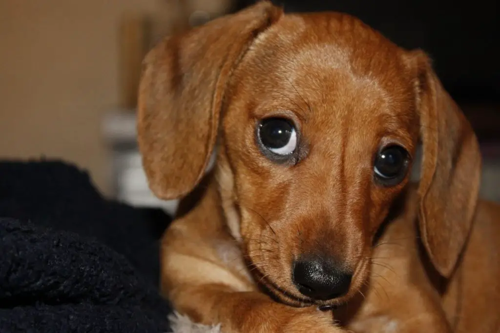 Miniature Dachshund Puppies Here Are 4 Things You Need To Know