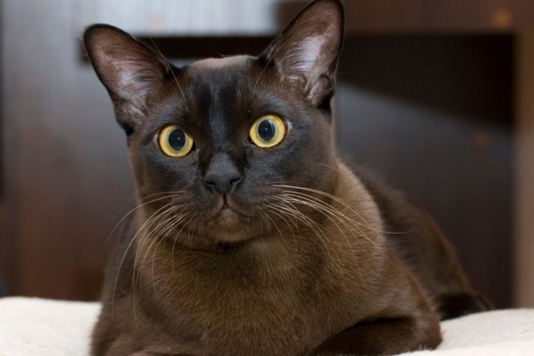 Everything You Need To Know About The Black Burmese Cat - AnimalFate