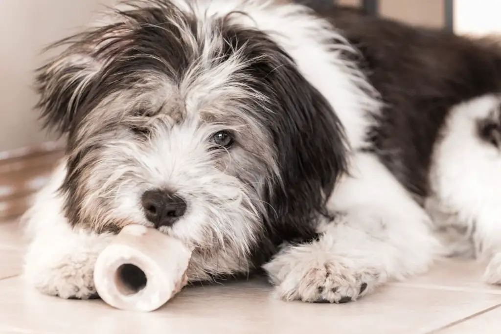 20 Shaggy Dog Breeds With Some Seriously Big Hair - AnimalFate