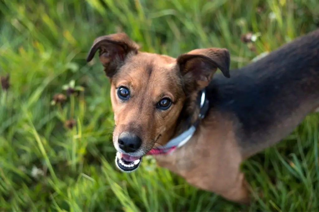 Pros And Cons Of Owning A Dachshund Terrier Mix - AnimalFate