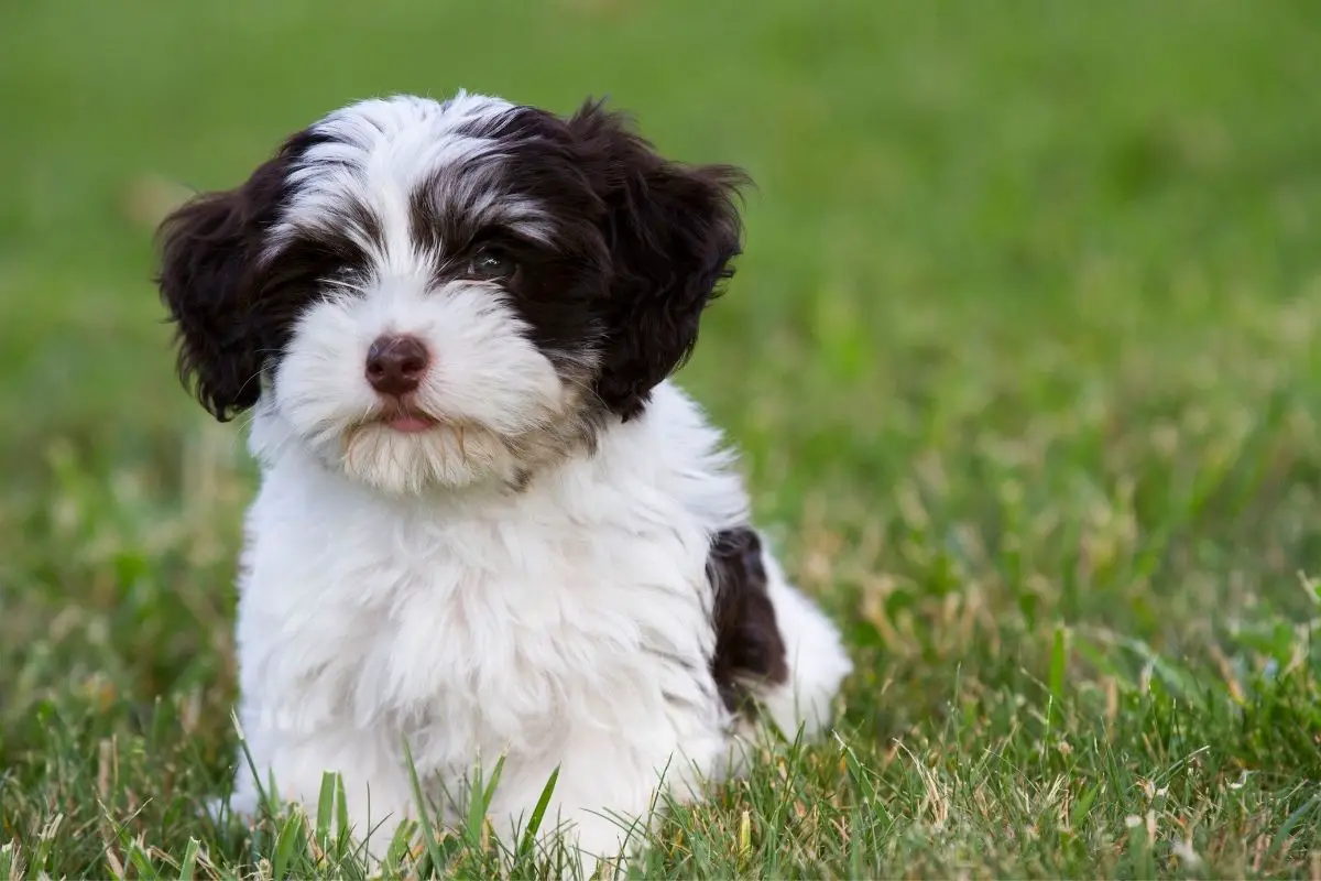 havanese teddy bear cut pictures