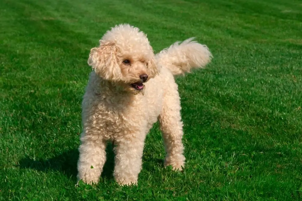 Types Of Poodles: Get To Know This French Dog - AnimalFate