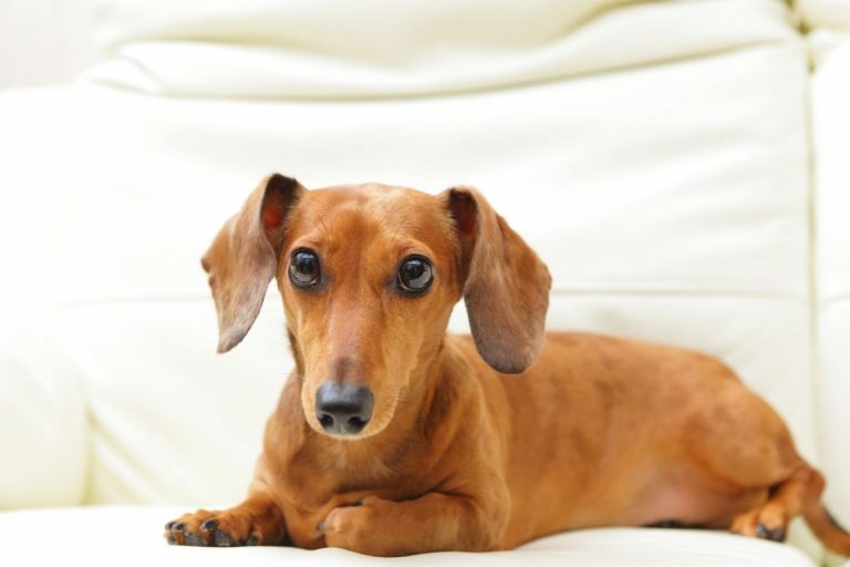 What Is The Dachshund Life Expectancy? - AnimalFate