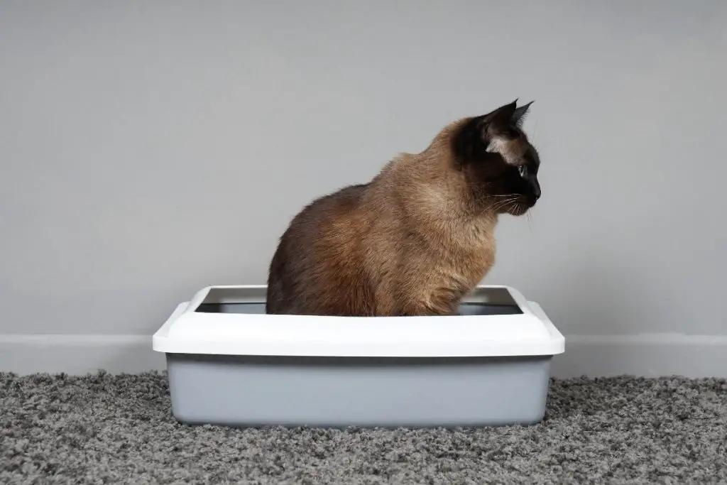 Why Does My Cat Play In The Litter Box? How Much Do They Enjoy