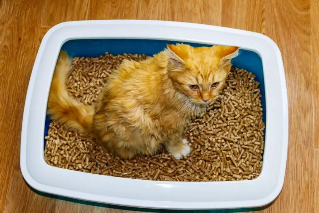 Why Does My Cat Play In The Litter Box? How Much Do They Enjoy ...