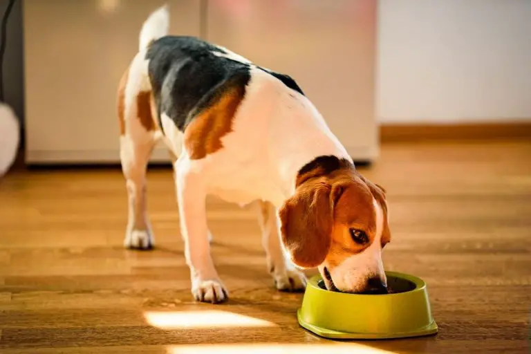 why-is-my-dog-throwing-up-undigested-food-hours-after-eating-best