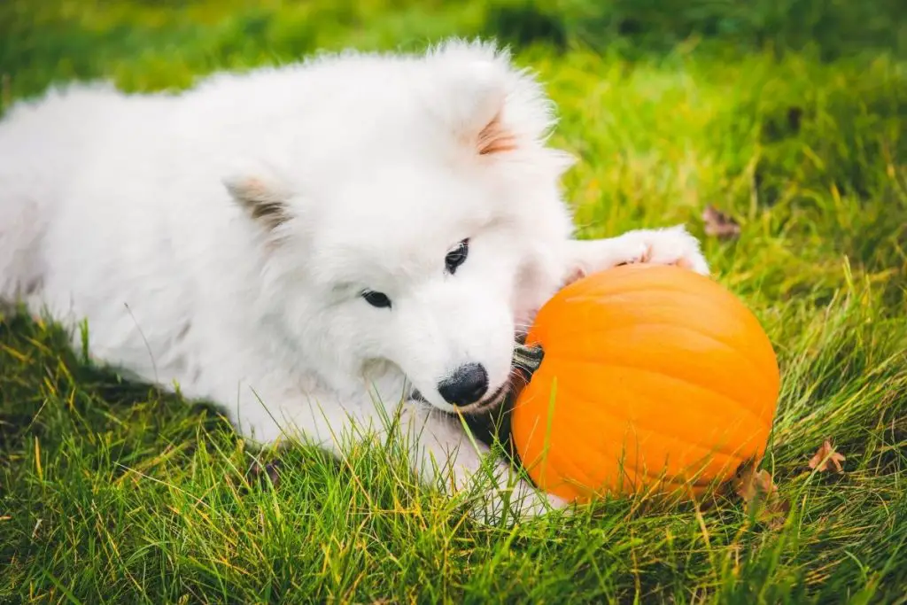 how-much-pumpkin-should-you-give-your-dog-for-constipation-animalfate