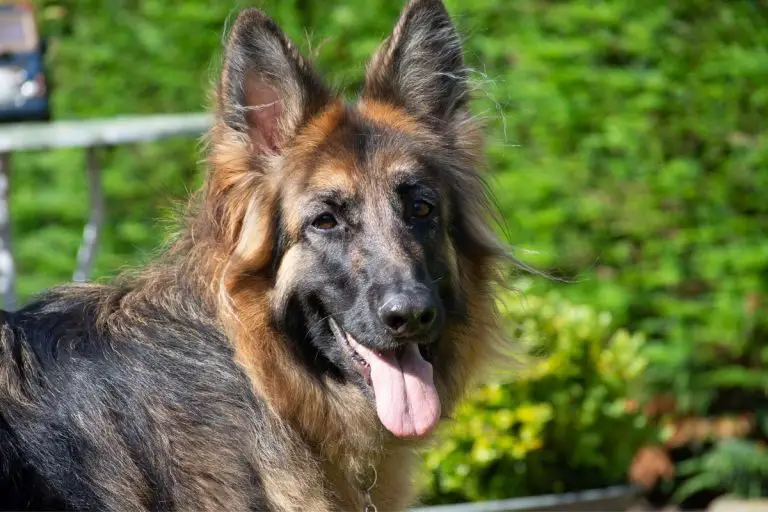 Dwarf German Shepherd: The Long And Short Of Dog Dwarfism - AnimalFate