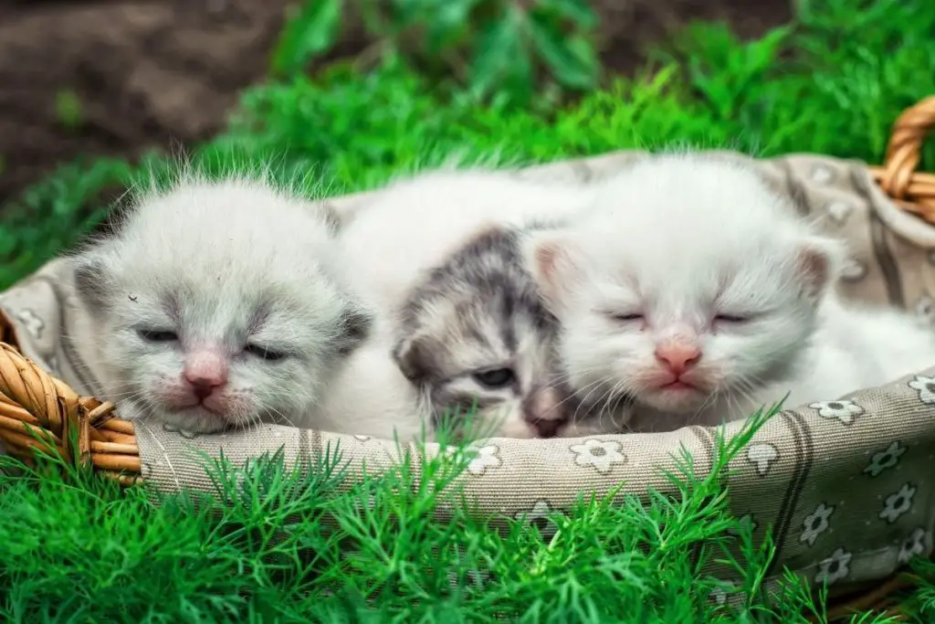 how-long-can-a-newborn-kitten-go-without-eating-interesting-facts